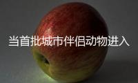 当首批城市伴侣动物进入暮年，“宠物协和”肿瘤医生看到这些