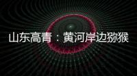 山东高青：黄河岸边猕猴桃 喜获丰收果农乐