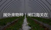 属外来物种！闸口海关在拱北口岸截获72只活体蟹