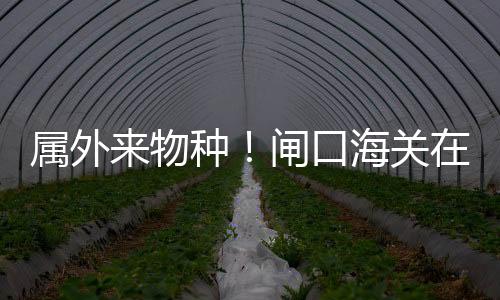 属外现场关员发现其步伐匆忙