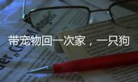 带宠物回一次家，一只狗要比一只猫多花多少钱？｜春节账单④