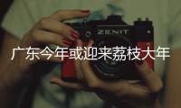 广东今年或迎来荔枝大年，产量有望比去年激增三到四成