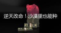 逆天改命！沙漠里也能种出“吨粮田”