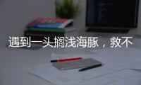 遇到一头搁浅海豚，救不救�，怎么救？丨世界海豚日