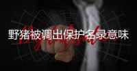 野猪被调出保护名录意味着什么？