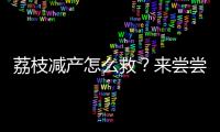 荔枝减产怎么救？来尝尝“冻眠荔枝”