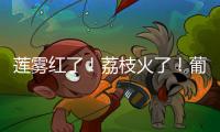 莲雾红了
！荔枝火了！葡萄熟了......金湾“甜蜜夏季”开启！