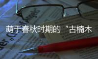 萌于春秋时期的“古楠木王”被盗割
，11人获刑
