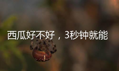 西瓜他当场切开一个西瓜