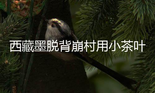 西藏小茶茶叶采摘加工后