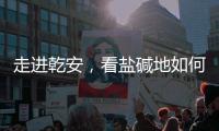 走进乾安�
，看盐碱地如何被炼成“肥田”
