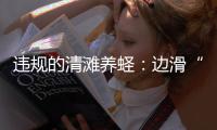 违规的清滩养蛏：边滑“泥橇”边下农药