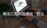 黑龙江勃利县通报“野生东北虎咬伤人”