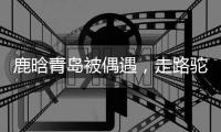鹿晗青岛被偶遇，走路驼背高低肩像老头	，未戴口罩买奶茶浑身松弛