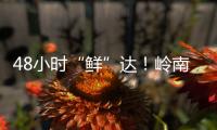 48小时“鲜”达
！岭南荔枝香飘迪拜