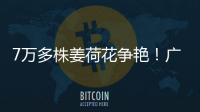 7万多株姜荷花争艳	！广州白云第三届姜荷花文化节本周五开幕