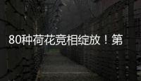 80种荷花竞相绽放！第三届横琴荷花节启幕