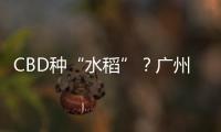 CBD种“水稻”	？广州珠江新城这座大厦引发网友好奇围观