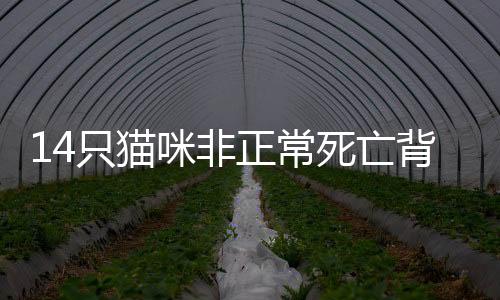 踢猫效应2023年10月20日晚间
