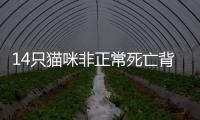 14只猫咪非正常死亡背后，警惕“踢猫效应”