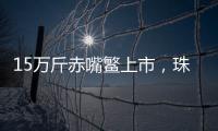 15万斤赤嘴鳘上市	，珠海海洋牧场迎来丰收时刻