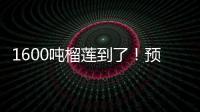 1600吨榴莲到了�！预计本月中下旬降价