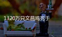 1320万只文昌鸡死于“摩羯”，万余养殖户在废墟上重建