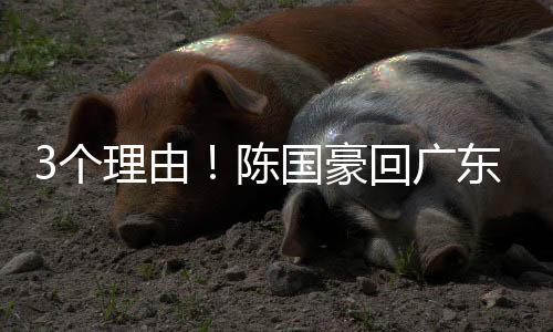 只要是由陈实力中上